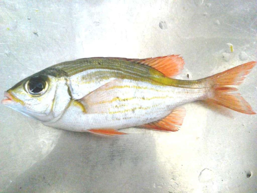 船釣り体験メニューで釣れる魚をご紹介 沖縄の釣り船 善海丸